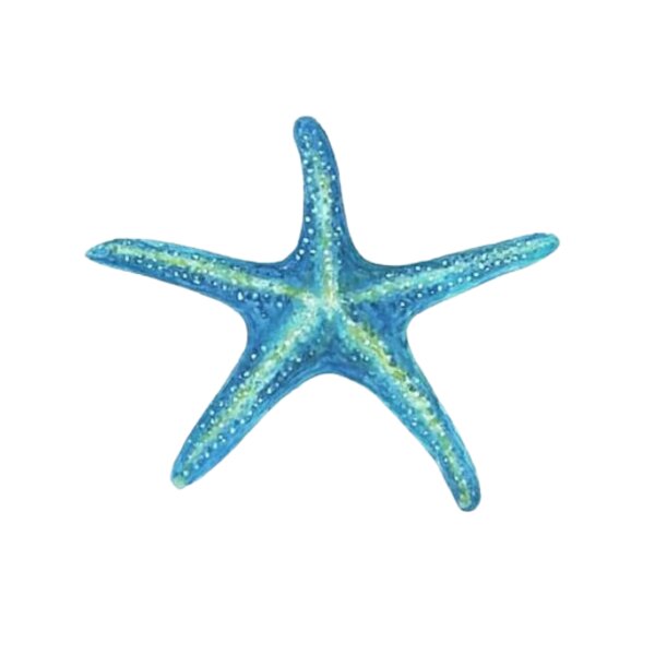 Blue Starfish 01 Thumbnail