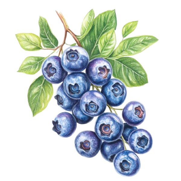 Blueberry Thumbnail