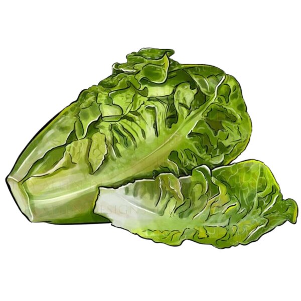 Gem Lettuce  1  Thumbnail