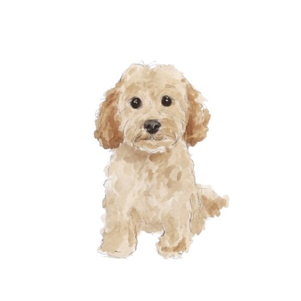 Golden Doodle Thumbnail