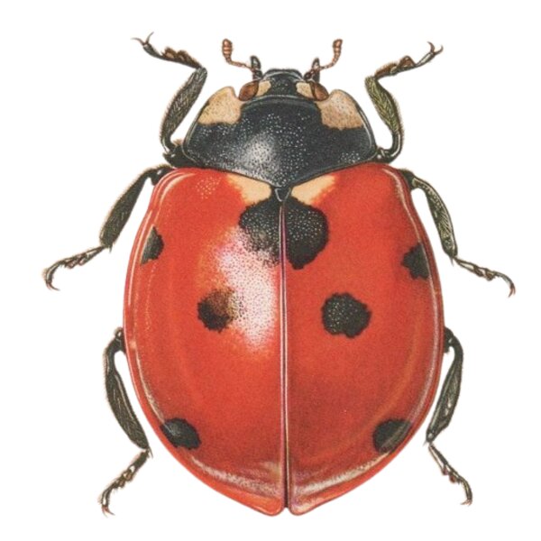 Ladybird Thumbnail