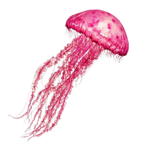 Pink Jellyfish Thumbnail