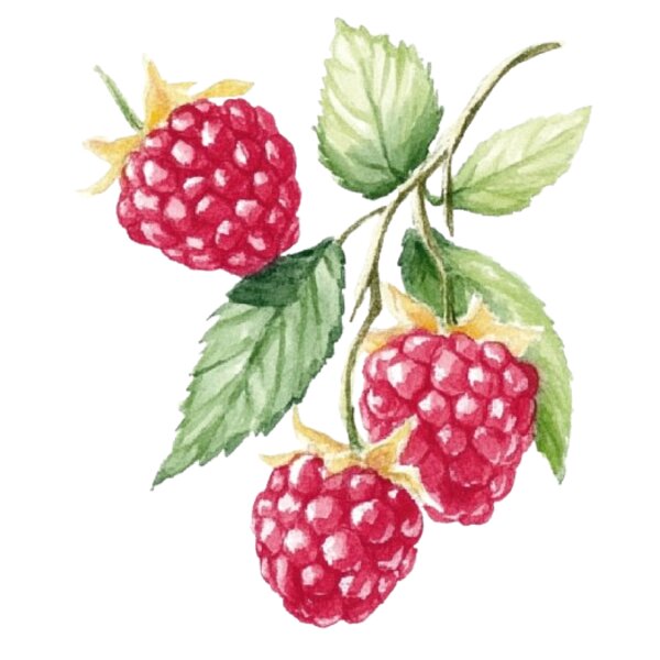 Raspberry Thumbnail