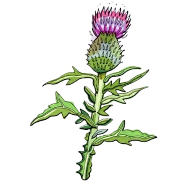 THISTLE Thumbnail