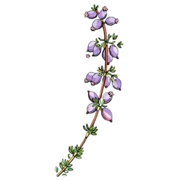 SPRING OF HEATHER Thumbnail